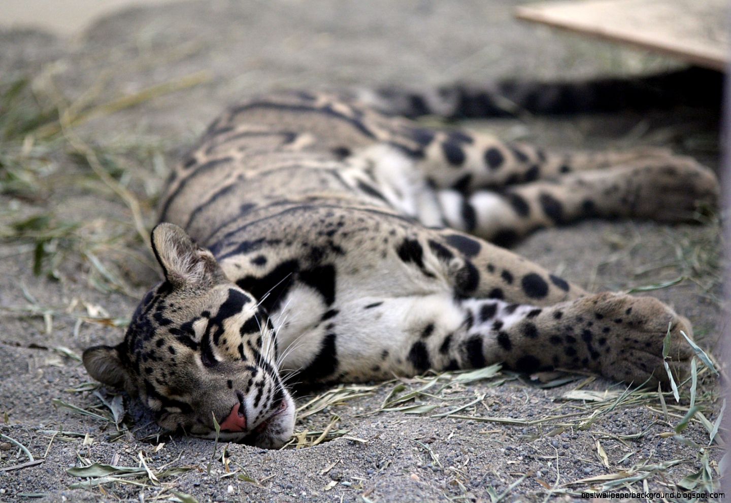 Clouded Leopard Wallpapers  HD Wallpapers Base Clouded Leopard Wallpapers  HD Wallpapers Base