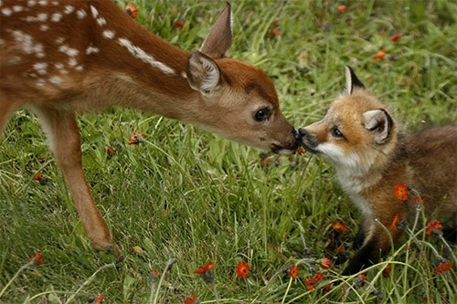 Awetya: Images Cute baby deer pictures-free deer pictures