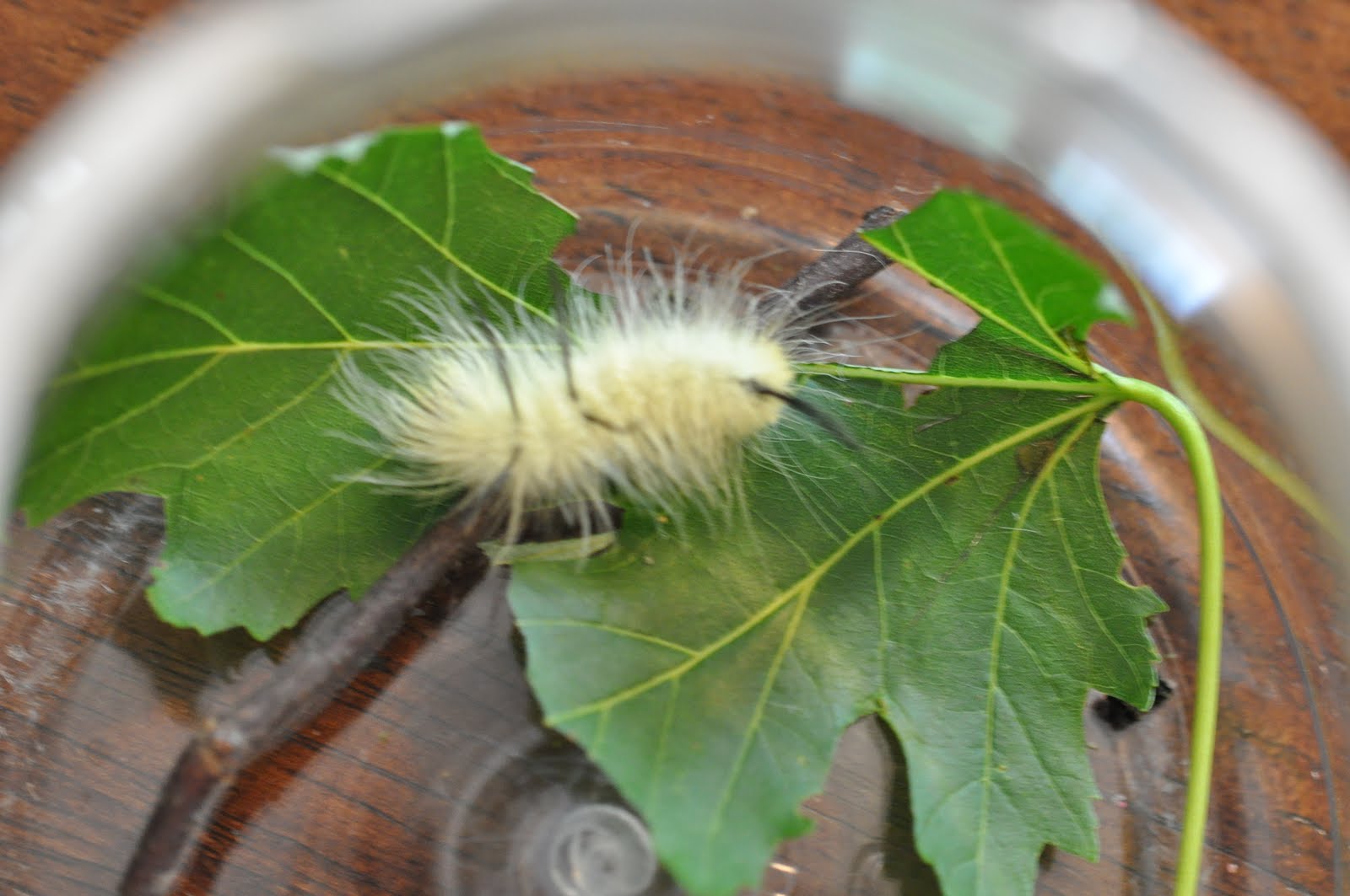 Brown Caterpillar