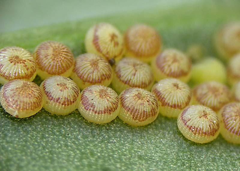 Charlie's moths of Calderdale. NOCTUIDS 2081 2179.