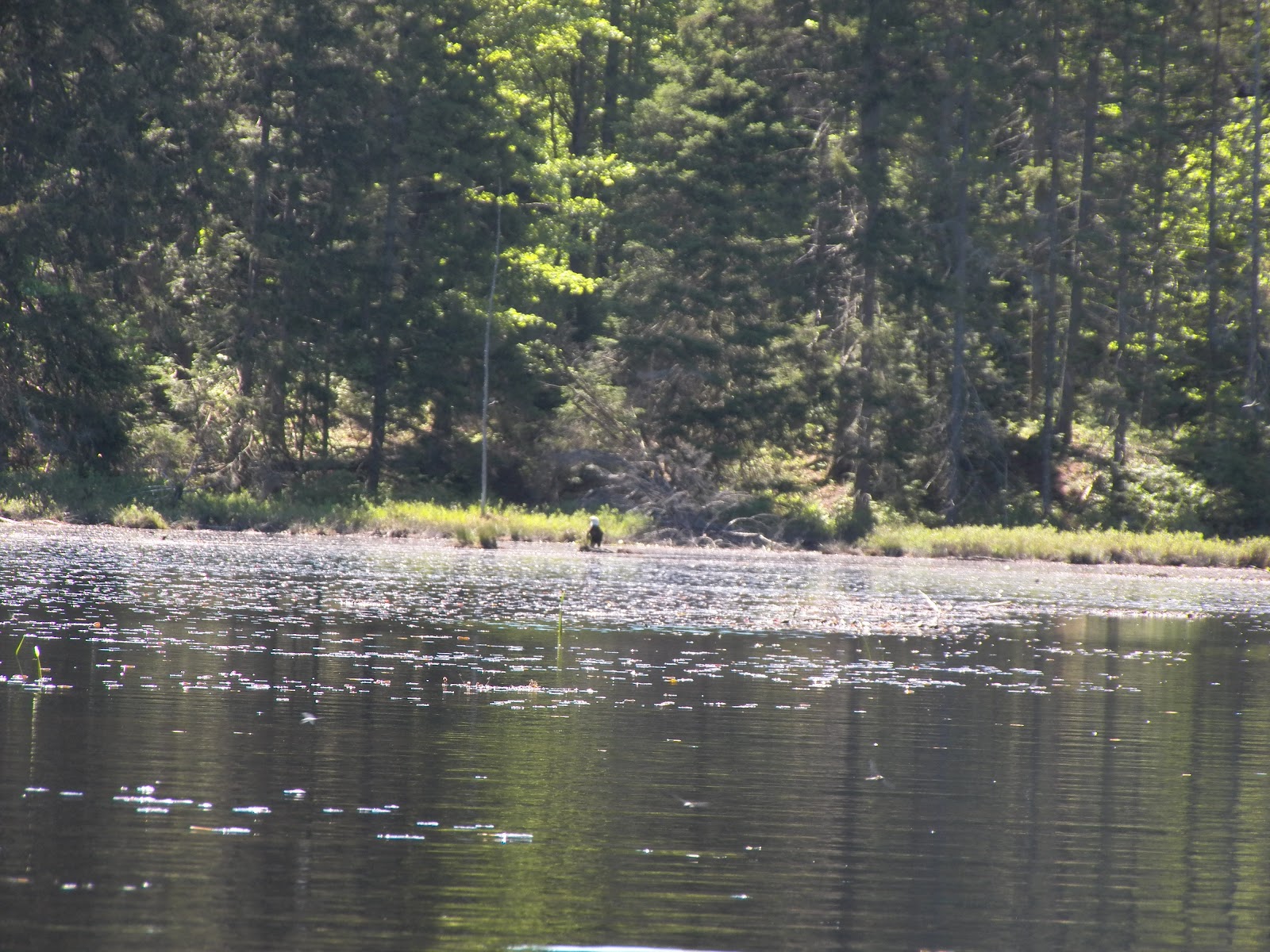 Quiet Kayaking in New York State Francis Lake, part one
