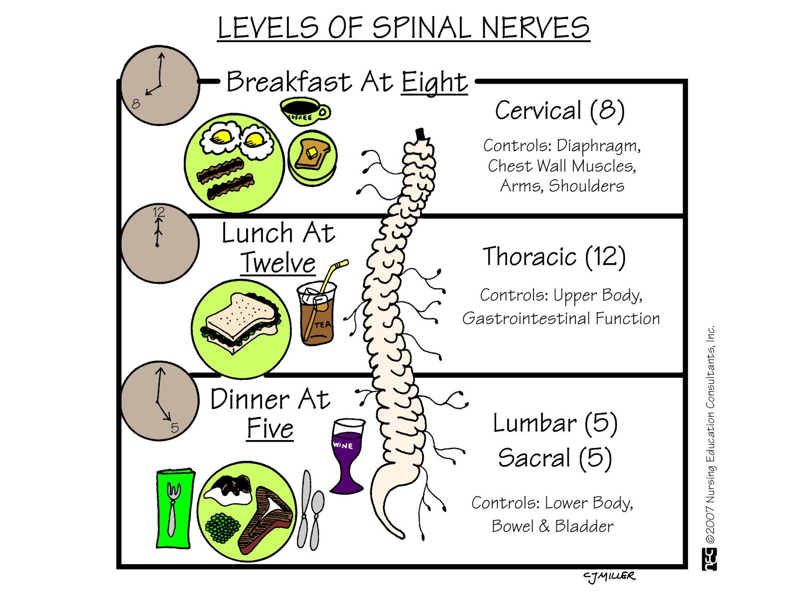 Levels+of+Spinal+Nerves. Levels+of+Spinal+Nerves