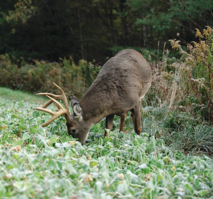 Whitetail Institute What Whitetails Love to Eat Longrunning private