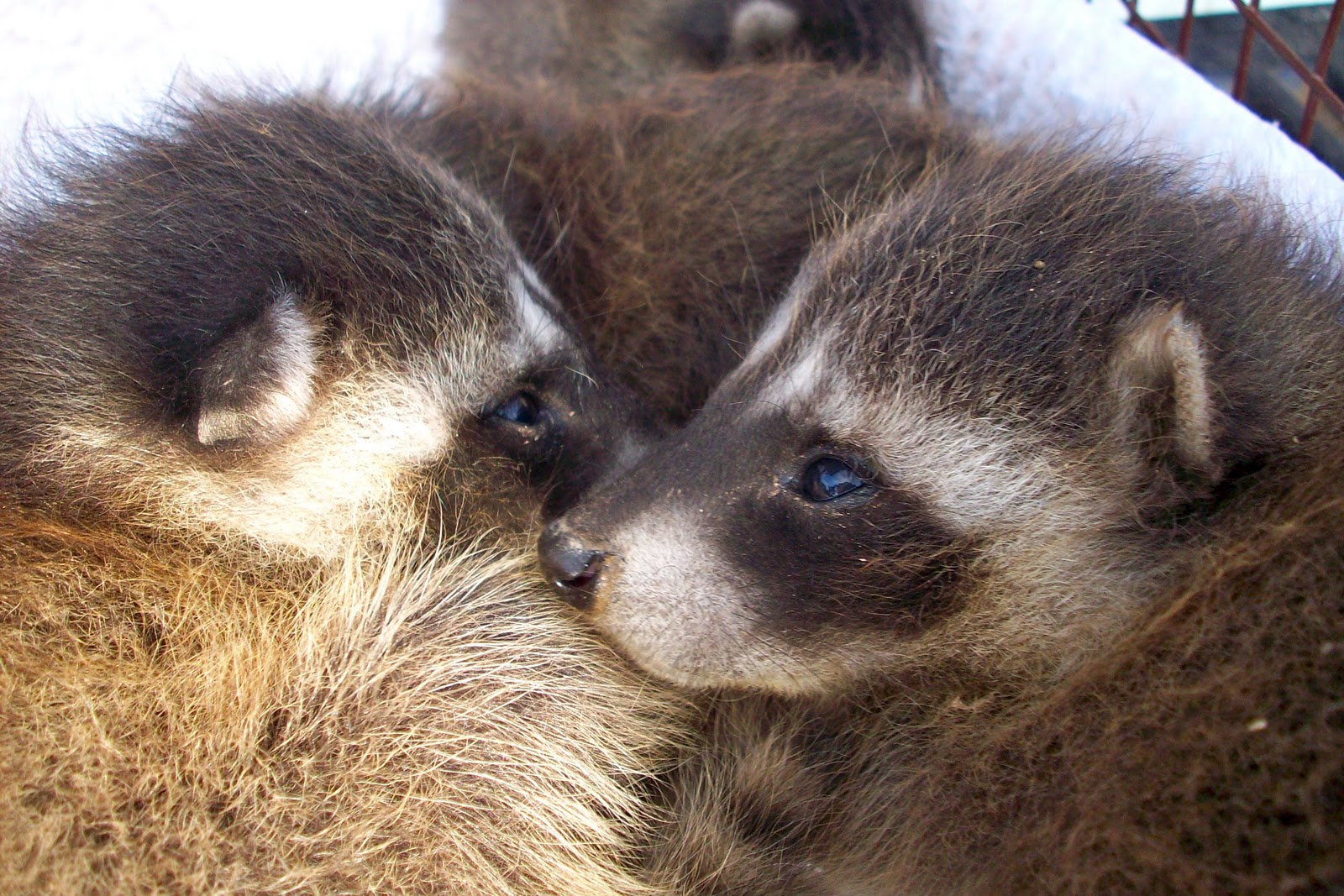 All City Animal Trapping: Salt Lake City Raccoon Trapping & Raccoon