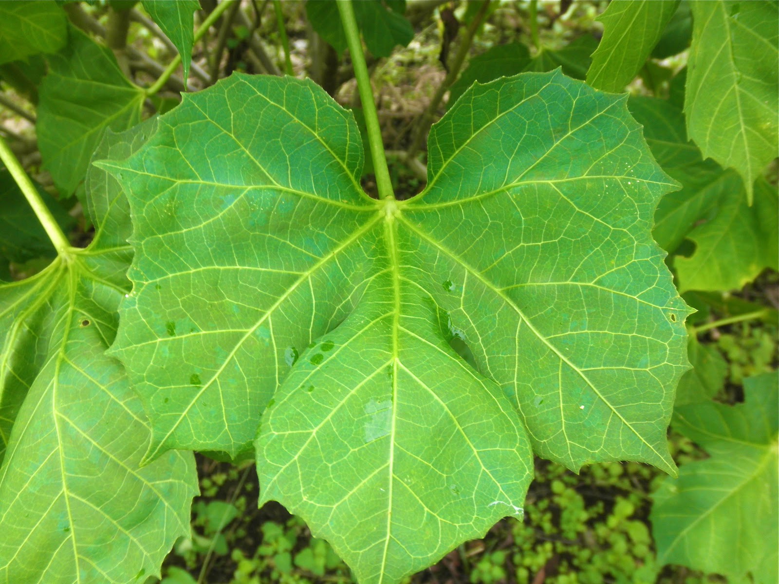 Cusca plant information