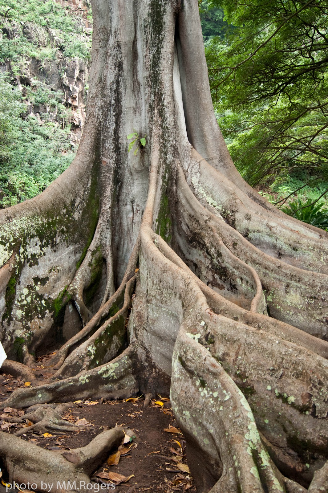 MM.Rogers Photographs Allerton Garden (Kauai)