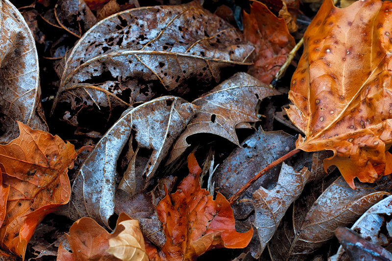 Mini Competition #1111