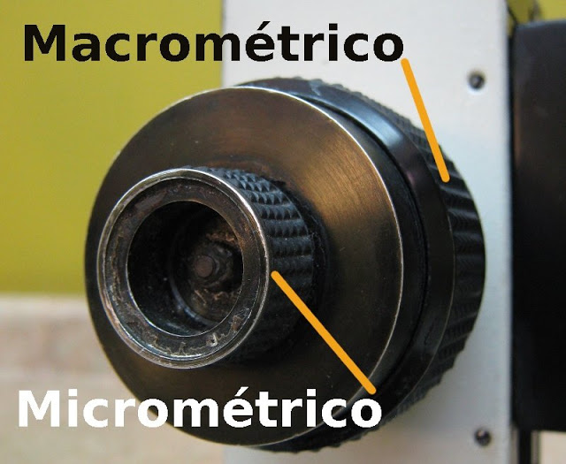 BLOG DE ANABEL DENIZ Partes de un microscopio