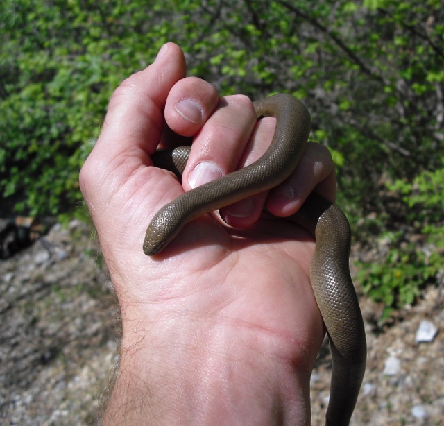 James Gunter's Studio Rubber Boa!