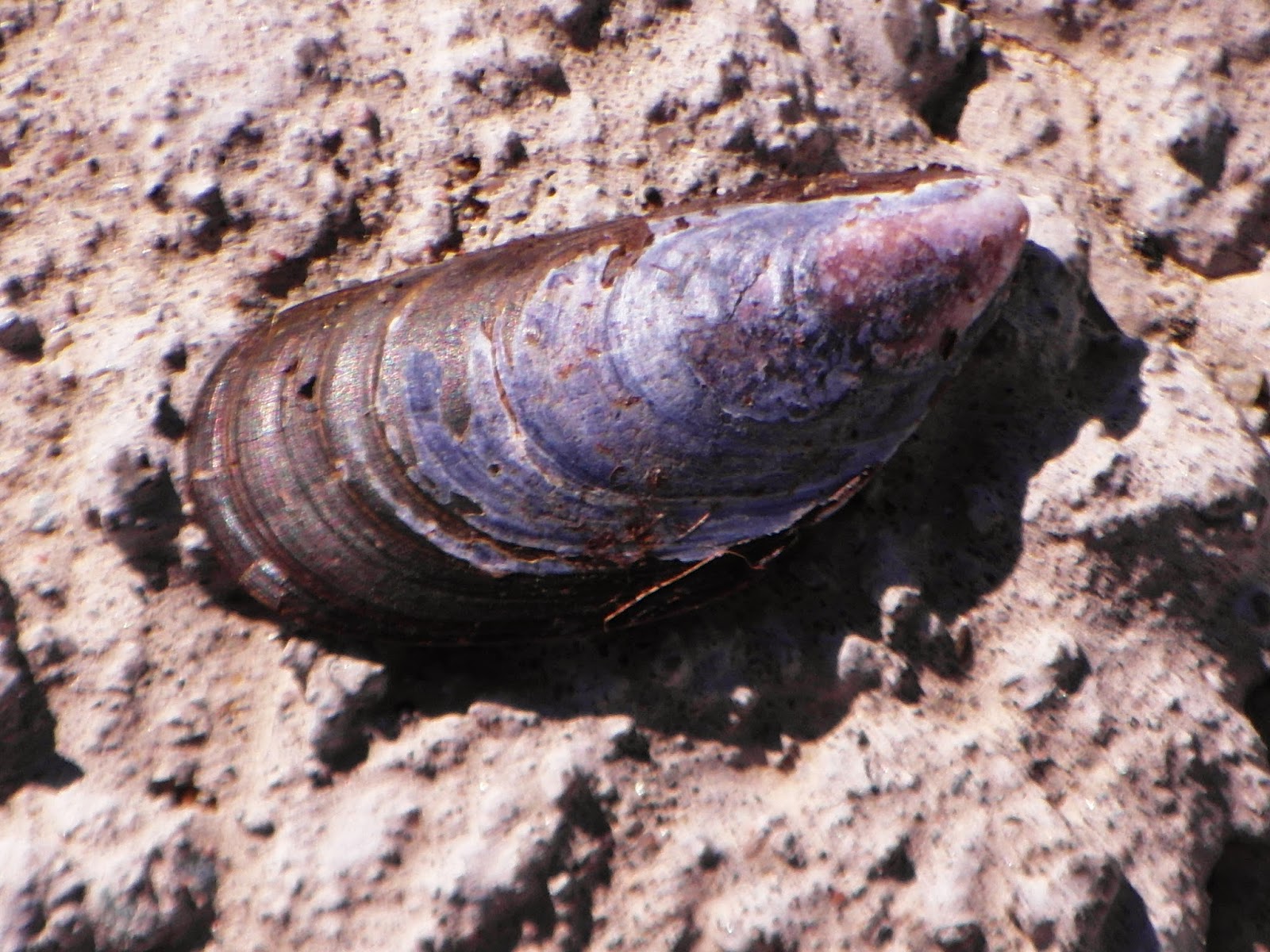 Kuvahaun tulos haulle sinisimpukka