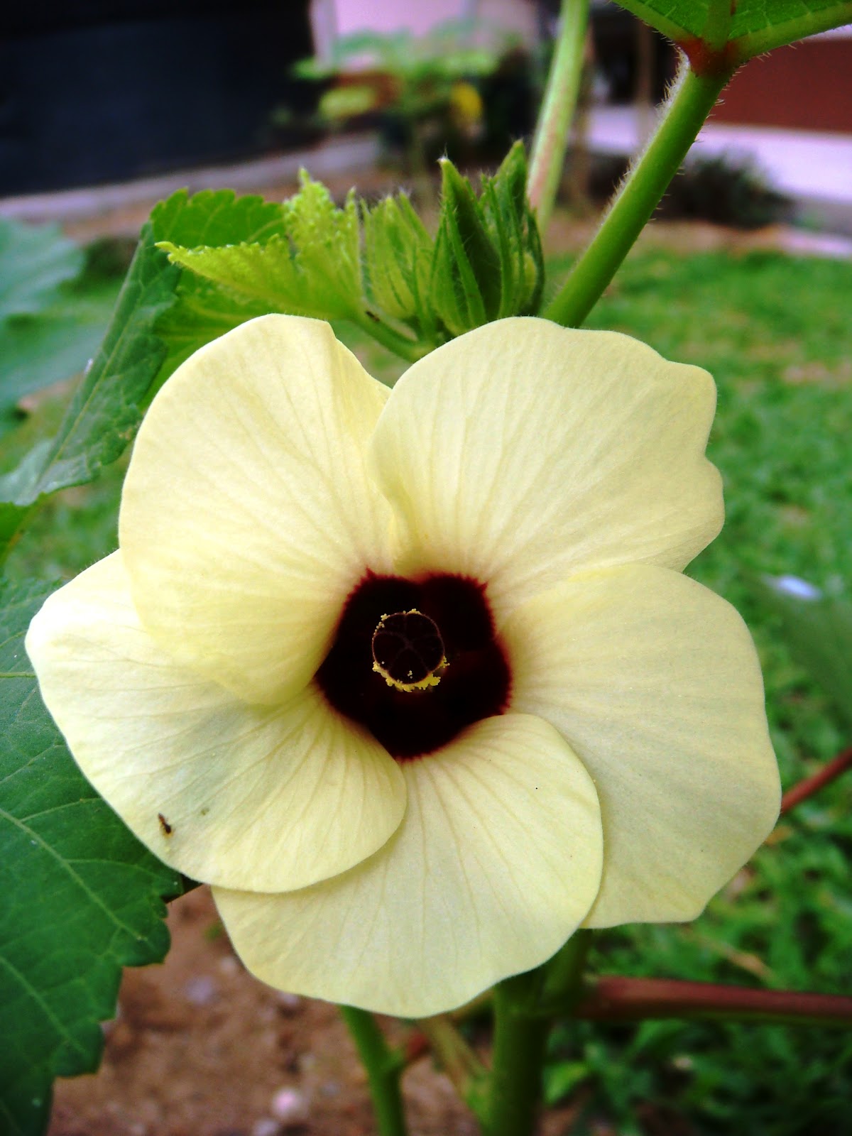 N U K I L A N: OKRA MERAH BERWARNA APA KALAU DIREBUS?