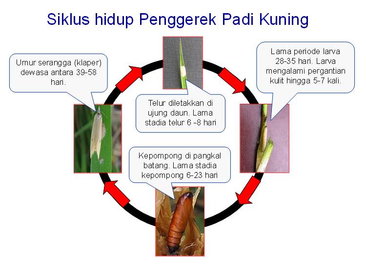 Gambar Penggerebekan Padi