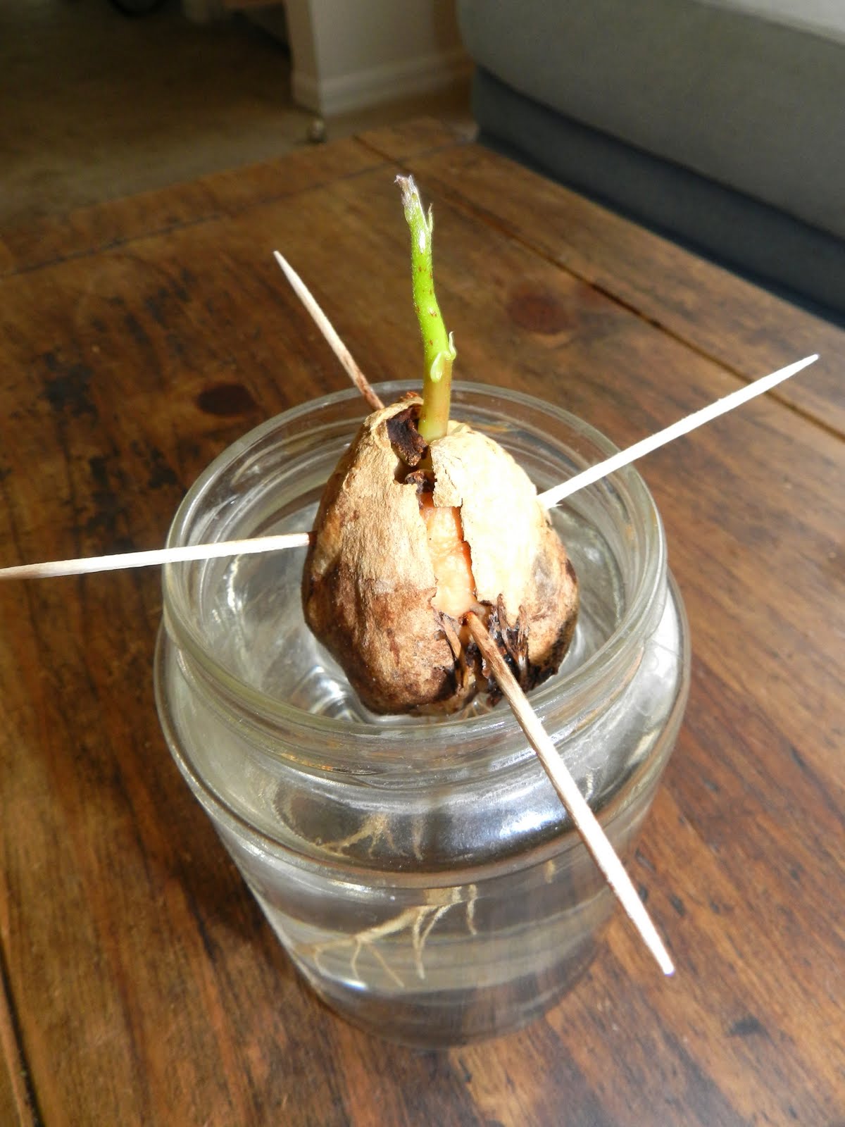 Avocados Keep In Water at Ryan Felix blog