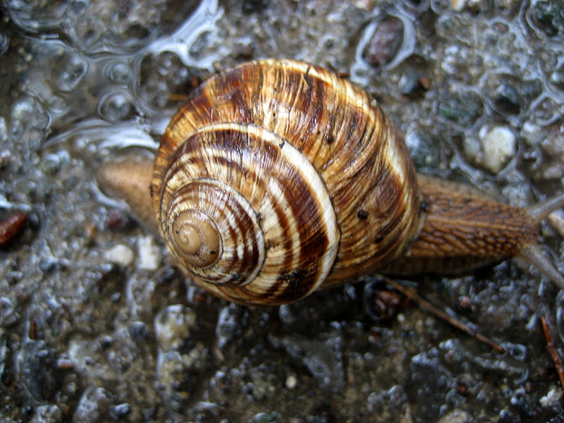 Living Rootless Snails, Part 2