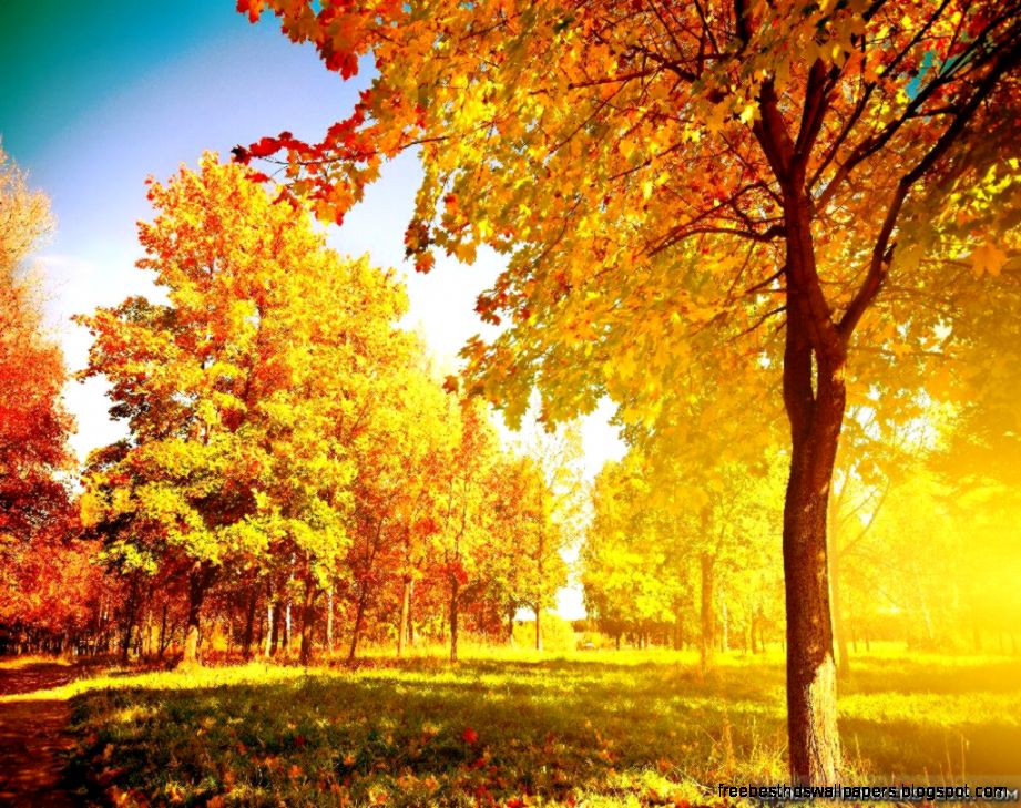 autumn trees pictures hd autumn trees pictures hd