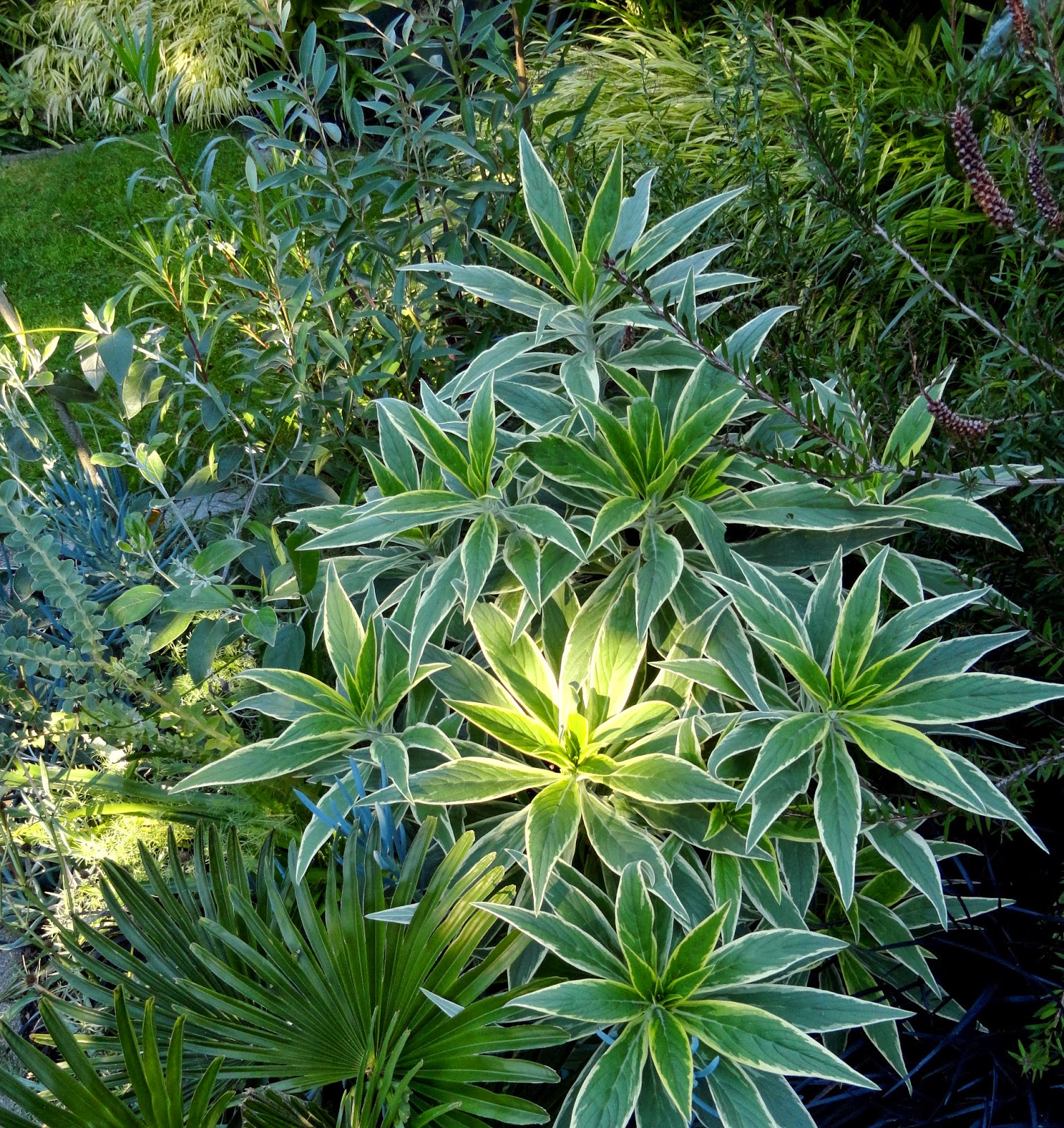 danger garden Echium candicans �Star of Madeira� it’s