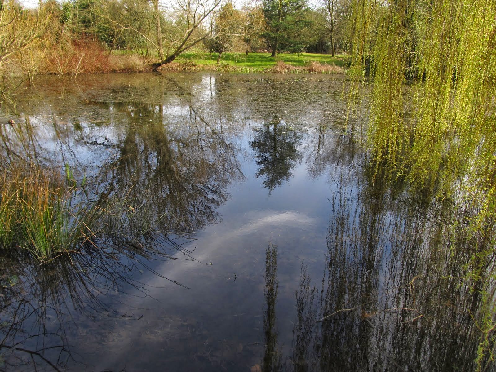 Pond near Harmer Green