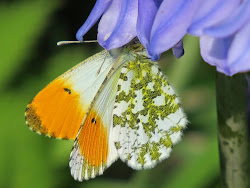 Orange Tip