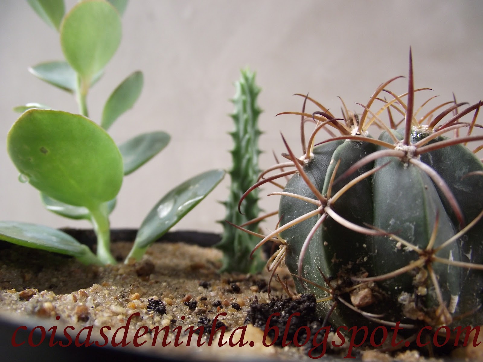 mini jardim de cactus:Coisas de Ninha: Mini jardim de cactos. mini jardim de cactus:Coisas de Ninha: Mini jardim de cactos.