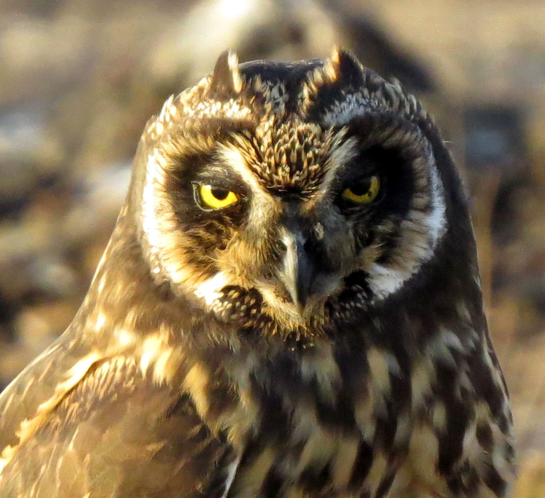 Owl on Genovesa Island