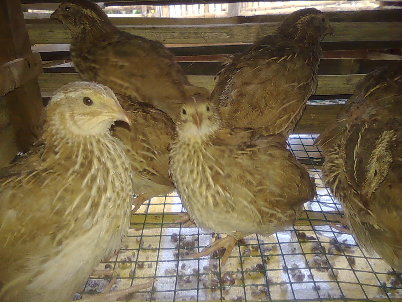 Potensi Bisnis Ternak Burung Puyuh