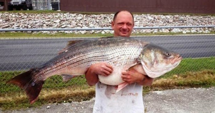 Mondo Pesca News Usa Catturata Spigola Striata Da Quasi 30 Kg