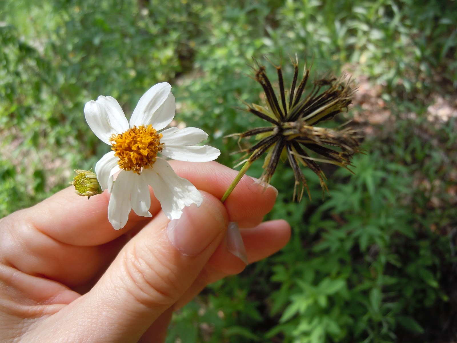 Simply Living It's hard to love a plant like Spanish needle