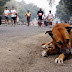 Η ζωή ενός αδέσποτου σκύλου σε βίντεο...