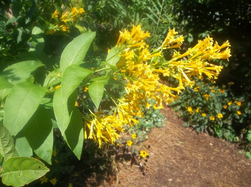 Plants Seedlings Cotoneaster Skogholm Low Growing Evergreen