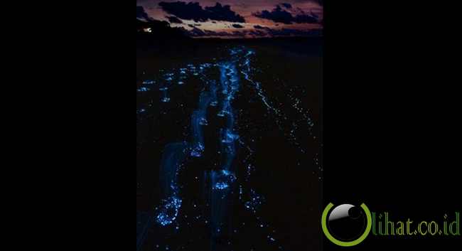 Washington, AS: Pendaran cahaya plankton di laut