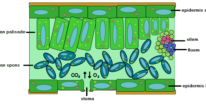 Jaringan Pelindung Tumbuhan Dan Derivat Epidermis