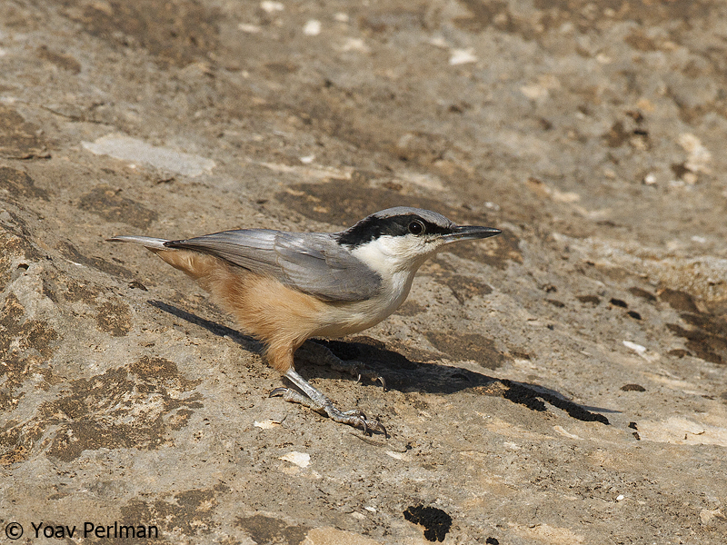 related keywords suggestions for eastern nuthatch related keywords suggestions for eastern nuthatch