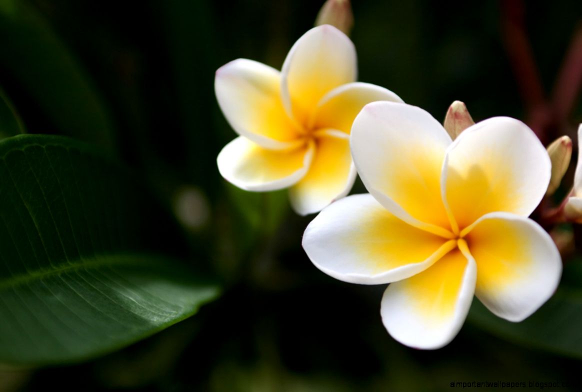 White Yellow Flowers Inspiration Wallpapers White Yellow Flowers Inspiration Wallpapers