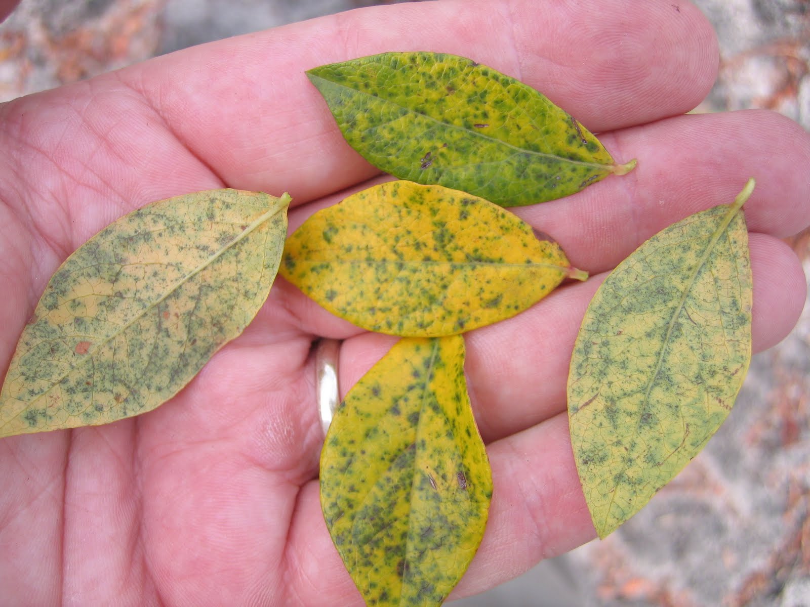 Blueberry Leaves Yellowing informacionpublica.svet.gob.gt