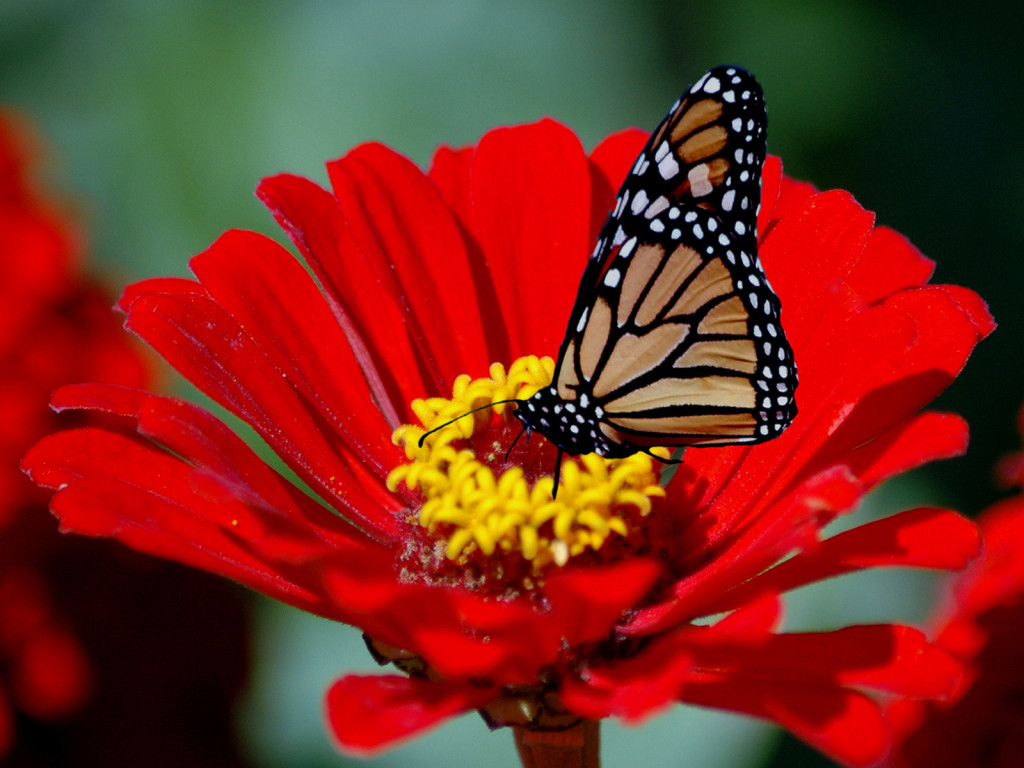Download Free Wallpaper Wallpapers For Mac Wallpapers For Desktop