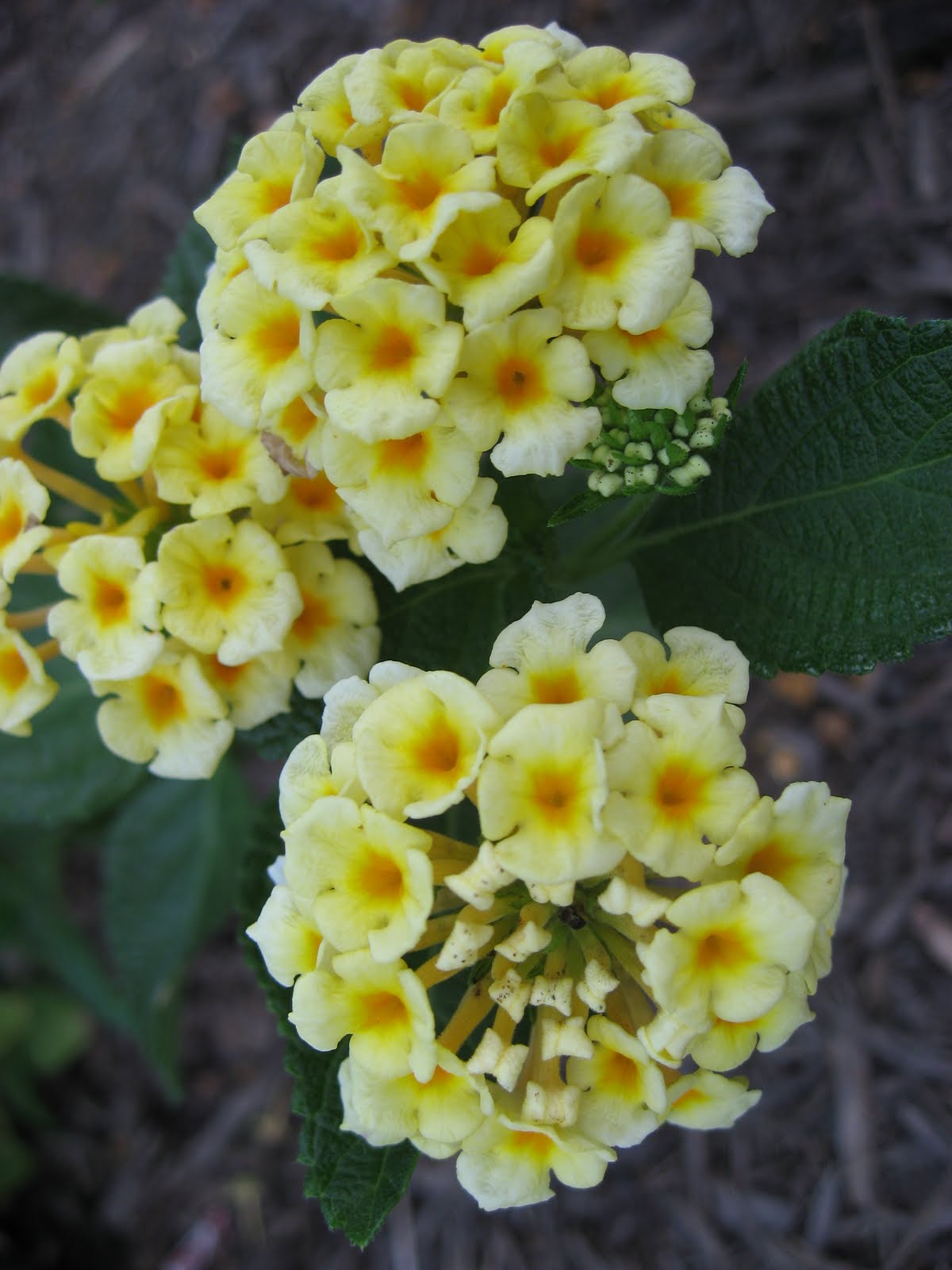 Amazon Com Butterfly Bushes Flowers Plants Seeds Bulbs