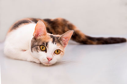 will neutering calm my will neutering calm my kitten and other neutering faqs meow cats will neutering calm my will neutering calm my kitten and other neutering faqs meow cats