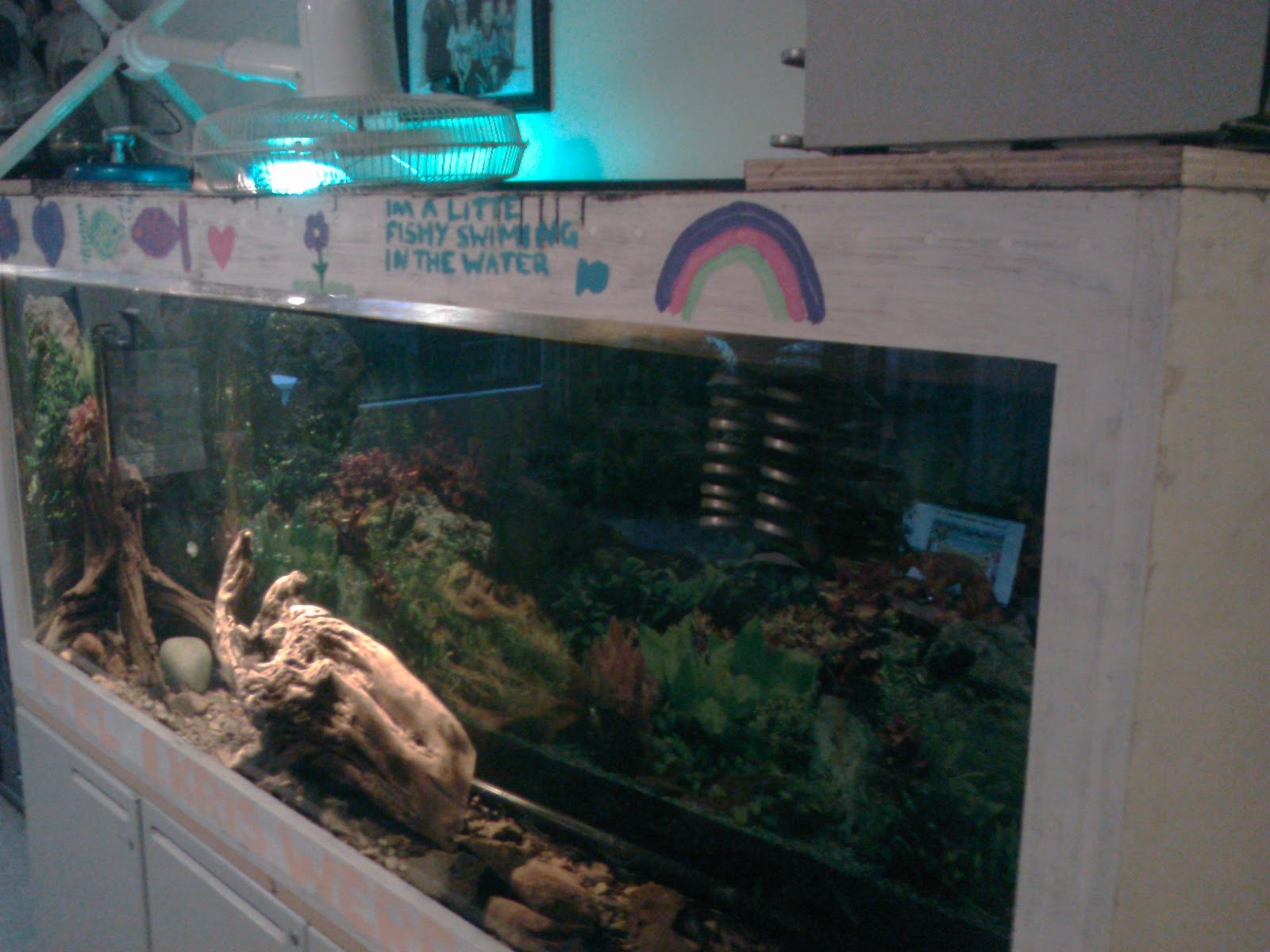 diy plywood aquarium