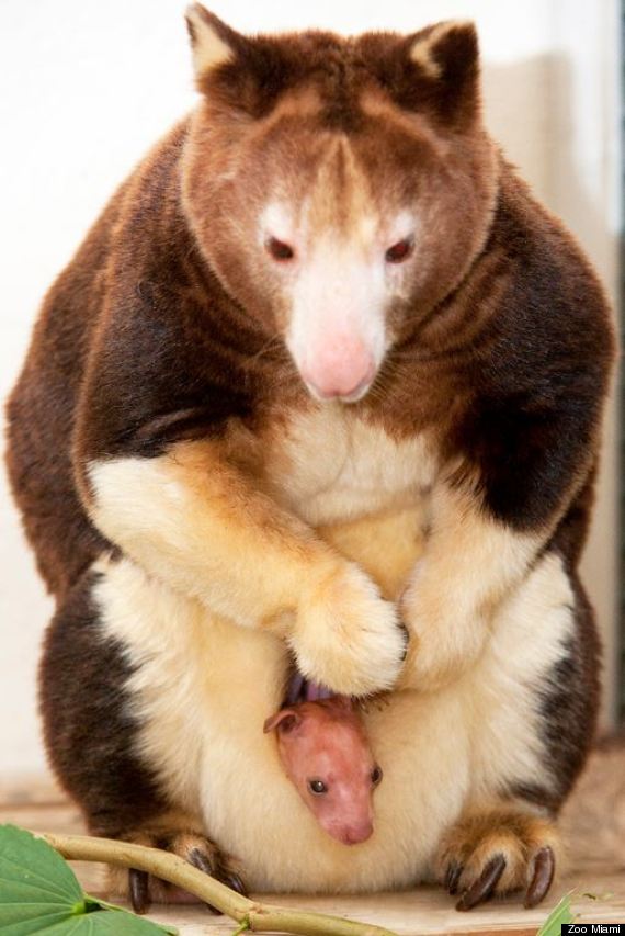 White Wolf Newborn Baby Matschie's Tree Kangaroo Saying Hello to