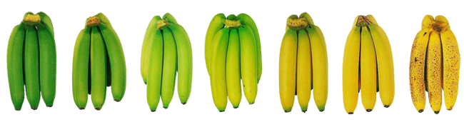 Homéostasie & fraîcheur des fruits selon BONABIO: L'échelle