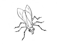 planse colorat insecte
