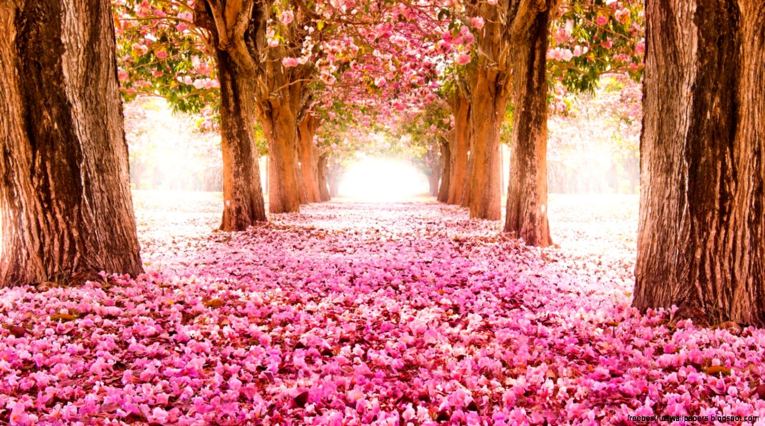 1600x900 Spring blossom trees alley Wallpaper 1600x900 Spring blossom trees alley Wallpaper