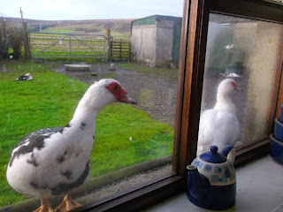 Two ducks on the window sill at North Wald Self Catering Cottage and Caravan on Orkney 