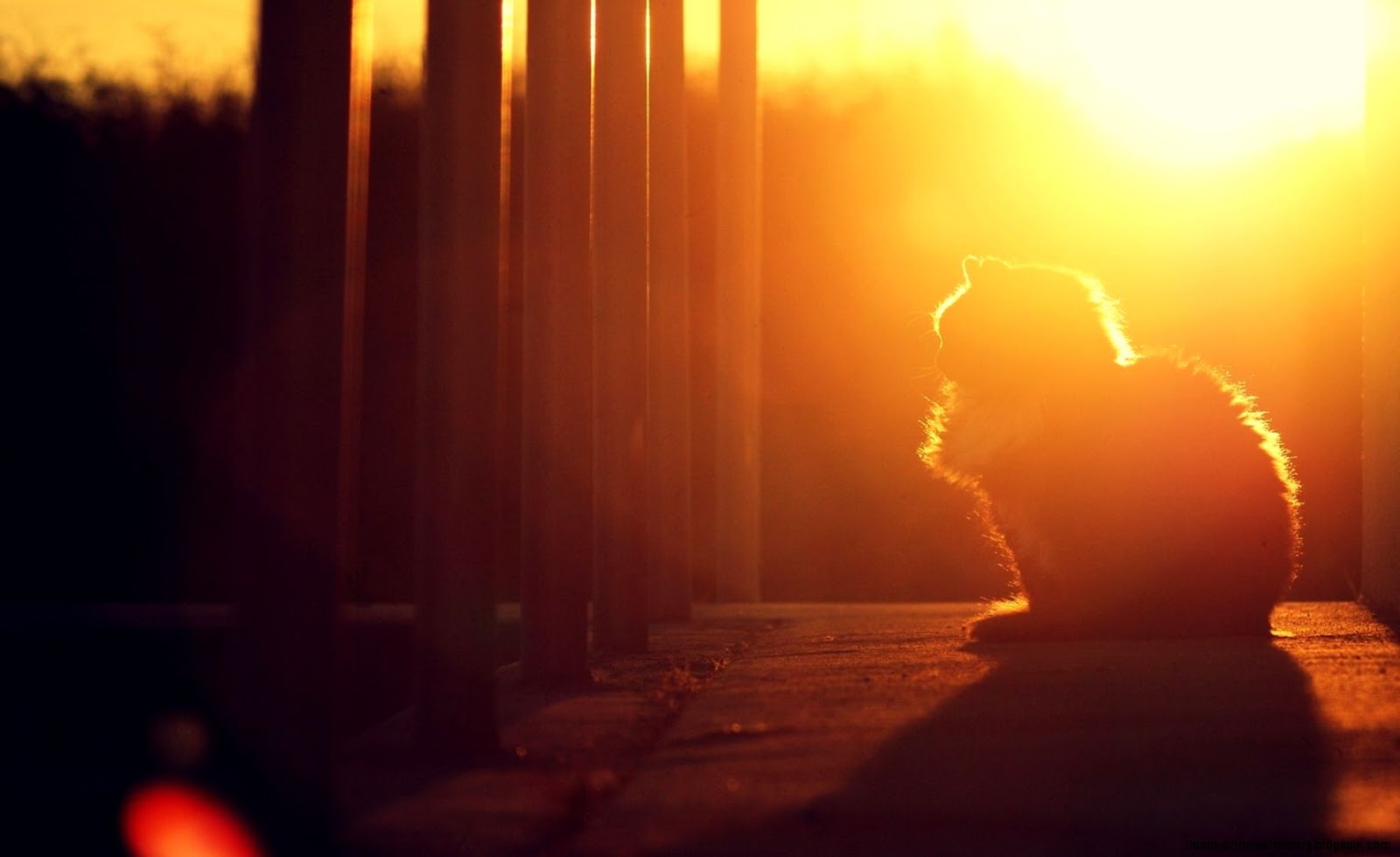 Sunset Fluffy Cat Sunset Fluffy Cat