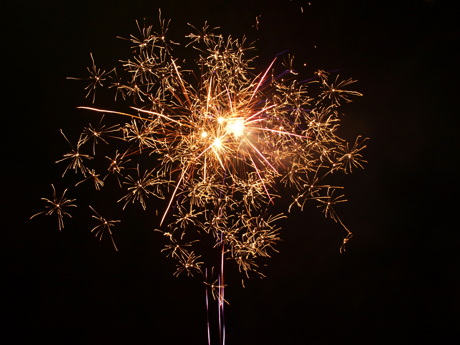 Happy New Year! - Papilio Maackii