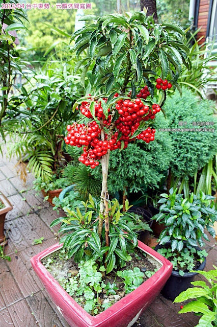 [吃遊] 台中東勢-云饌休閒庭園。往谷關路上的風景美爽好餐廳