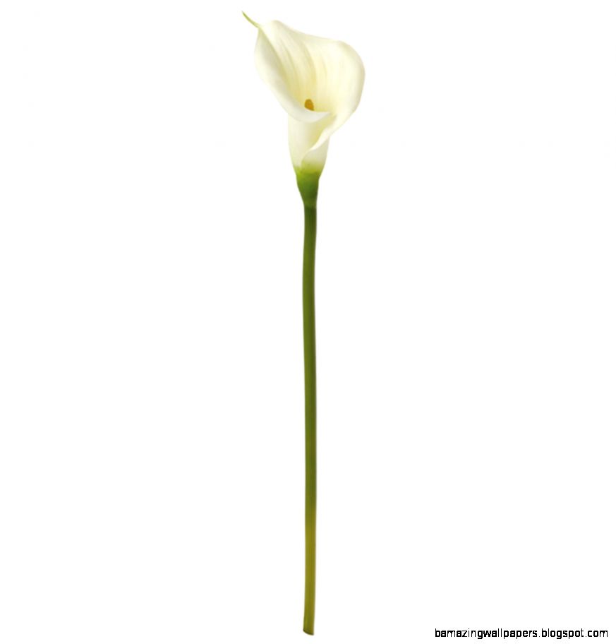 Torre Tagus 27 Calla Lily Single Stem Torre Tagus 27 Calla Lily Single Stem