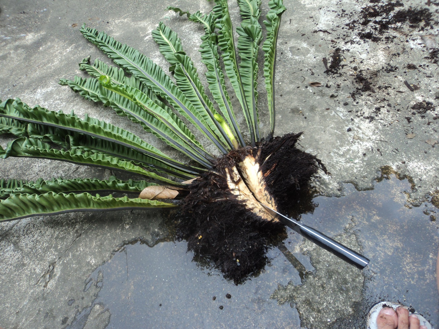 Dividing Ferns
