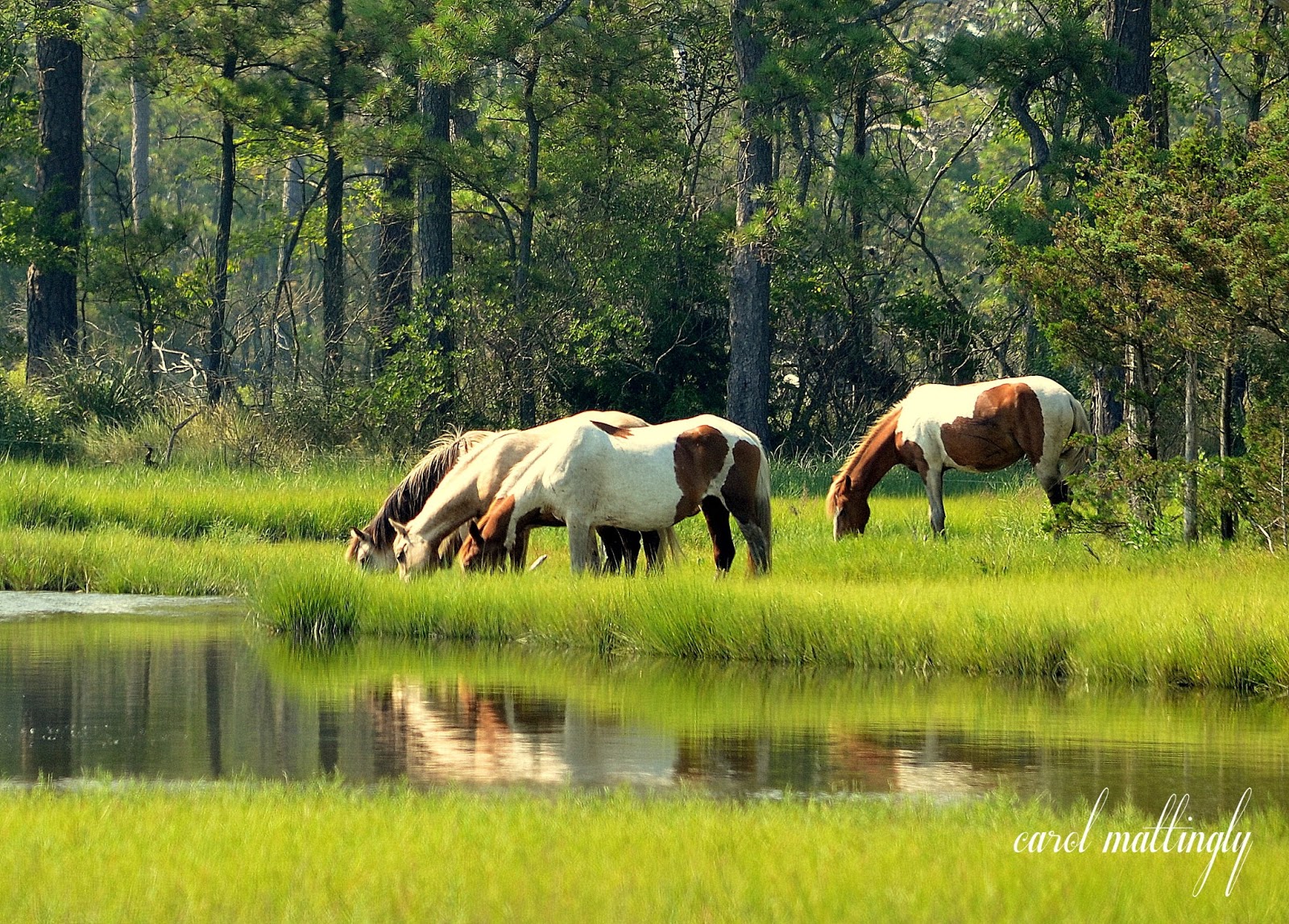 Carol Mattingly Photography Wild Ponies, Chincoteague Island, VA