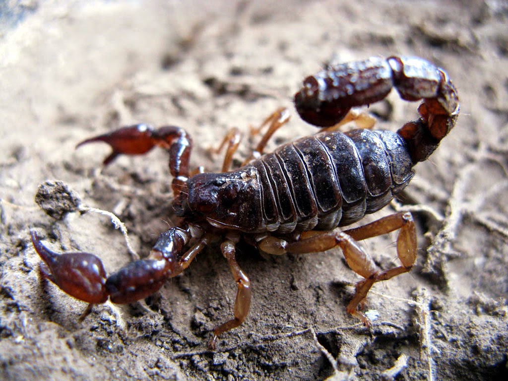 Black Scorpion HD Wallpapers - HD Wallpapers Blog